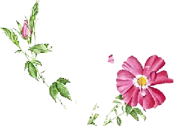 Rose - pink - green leaves - Transparent Background PNG
