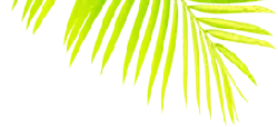 Palm Leaf - Designer Recommended PNG - leaf
