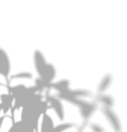 Silhouette of plants on a black background - plant - PNG