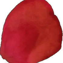 Rose Petal - Transparent Background PNG - PNG