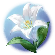Lily - beautiful - Transparent Layer PNG