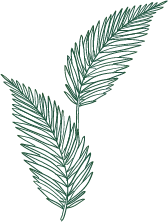Feather Leaf - nature - Lossless PNG