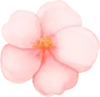 Cherry Blossom - beautiful - Free Download PNG