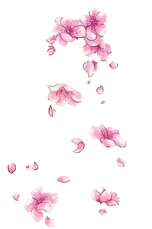 Cherry Blossom - spring - nature - High Resolution PNG