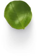 Circular Leaf - nature - Transparent Layer PNG