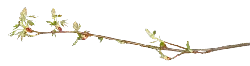 Cornus officinalis - red - PNG Images