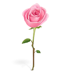Pink Rose - Fast Download PNG - Designer's Pick PNG