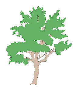 Oak Tree - nature - Transparent Layer PNG