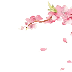 Peach Blossom - Highly Rated PNG - Designer Recommended PNG