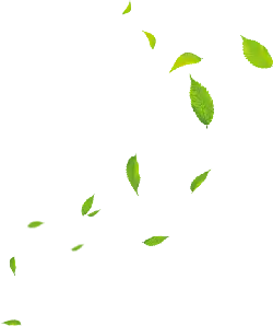 Falling Leaves - Curated PNG - background