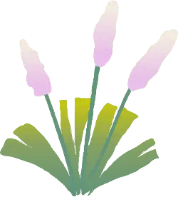 Three-colored Flower - illustration - High Resolution PNG