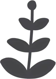 Clover - growth - Transparent Background PNG