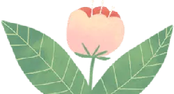 Pink Flower - illustration - Transparent Background PNG