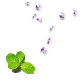 Mint - black background - No Watermark PNG