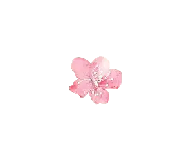 Cherry Blossom - Fast Download PNG - Designer's Pick PNG