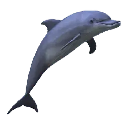 Dolphin - mammal - Highly Rated PNG