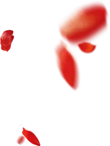 Petals - blurry - No Background PNG