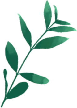 Green Branch with Leaves - nature - Transparent Background PNG