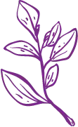 Purple Plant Branch - line drawing - PNG Images
