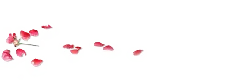 Rose Petals - love - No Background PNG