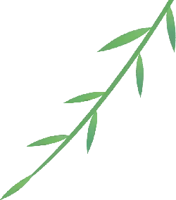 Bamboo - nature - branch - Transparent Background PNG