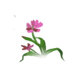 Pink Flower - growth - flower - Free Download PNG