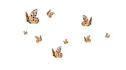 Butterfly - wings - black background - Transparent Background PNG