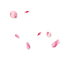 Pink Petals - High Resolution PNG - Curated PNG