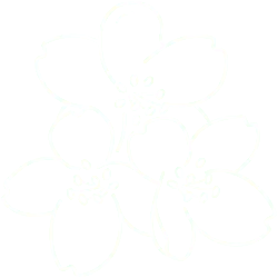Plum Blossom - line drawing - Lossless PNG