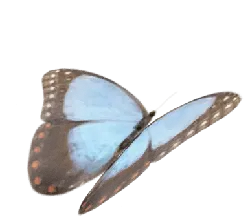 Danaus chrysippus - beautiful - PNG