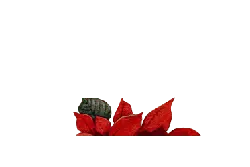 Cat on Red Leaves - red - Transparent Layer PNG