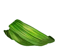 Green Leaf - No Watermark PNG