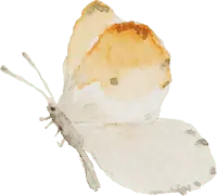 Orange-tip Butterfly - colorful - Lossless PNG