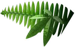 Fern - photosynthesis - leaf - Free Download PNG