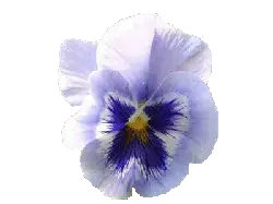 Viola tricolor - purple - yellow - Transparent Background PNG