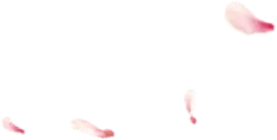 Petals - light - Lossless PNG