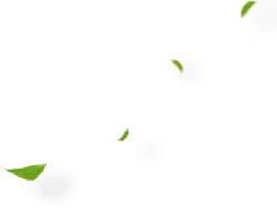 Green Leaves - environmental protection - Curated PNG