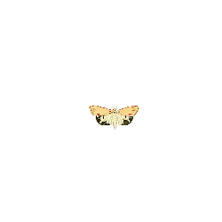 Nathalis iole - insect - Transparent Background PNG