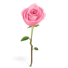 Pink Rose - flower - Free PNG - Pic 2