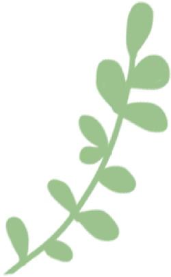 Green Plant Branch - plant - leaves - Lossless PNG