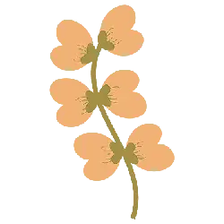 Clover - growth - Trending PNG