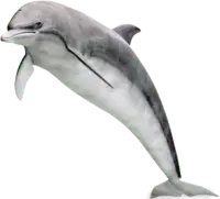 Common Dolphin - marine life - PNG Images