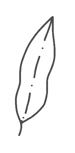 Leaf - Transparent Background PNG - life