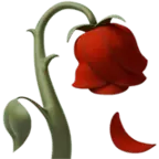 Rose - No Watermark PNG - No Background PNG