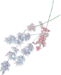 Plum Blossom - winter - pink - Transparent Background PNG