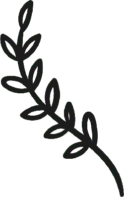 Laurel Branch - decoration - Transparent Background PNG