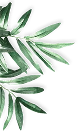 Palm Leaf - Free Download PNG - nature