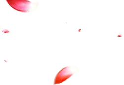 Petals Falling - petal - natural phenomenon - High Resolution PNG