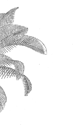 Palm Leaf - line art - leaf - High Resolution PNG