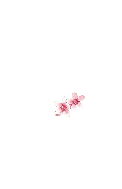 Pink Flowers - spring - PNG Images